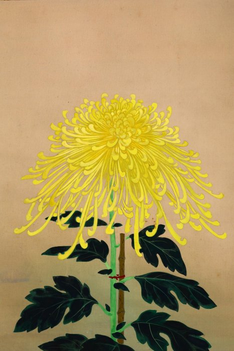 3/10結標罕見安田靫彦門下友田白萠絹本金線菊自題原供箱PCD0608 -軸畫