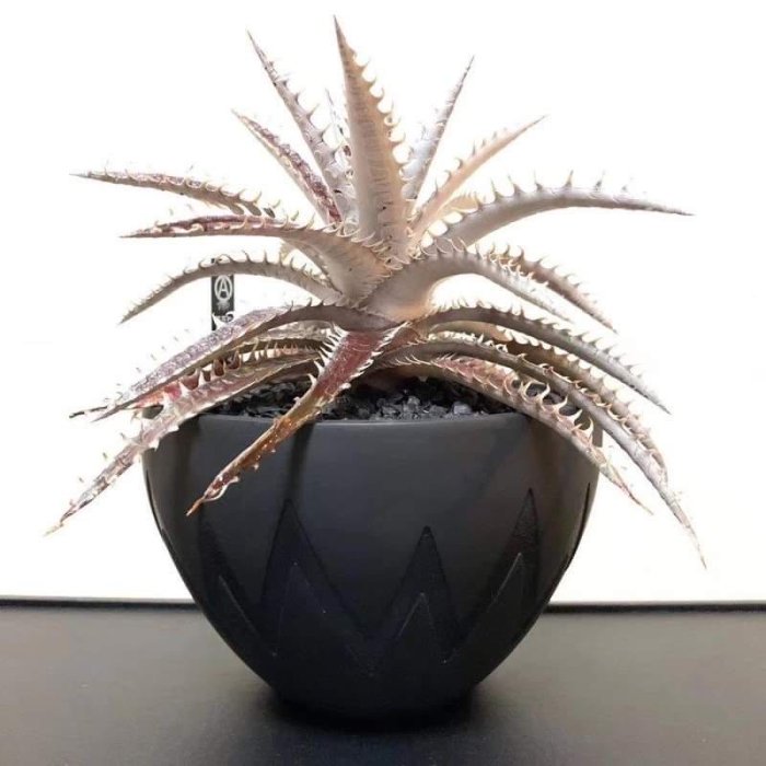 希望商店】NEIGHBORHOOD x INVISIBLE SRL INK P-CHAMBER SRLMEX-S 膠盆