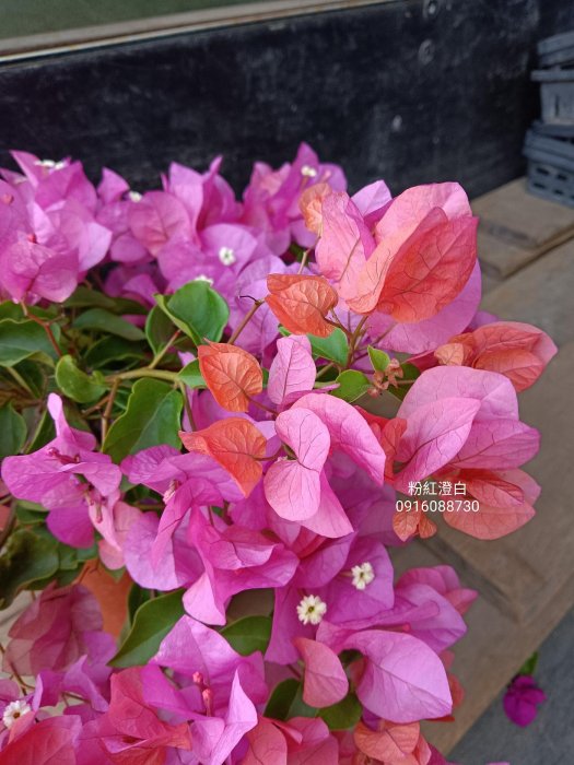 粉紅澄白 頂上花藝