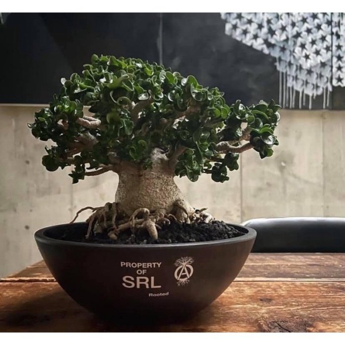 希望商店】 NEIGHBORHOOD SRL.ROUND-M/P-PLANT POT 21SS 中型