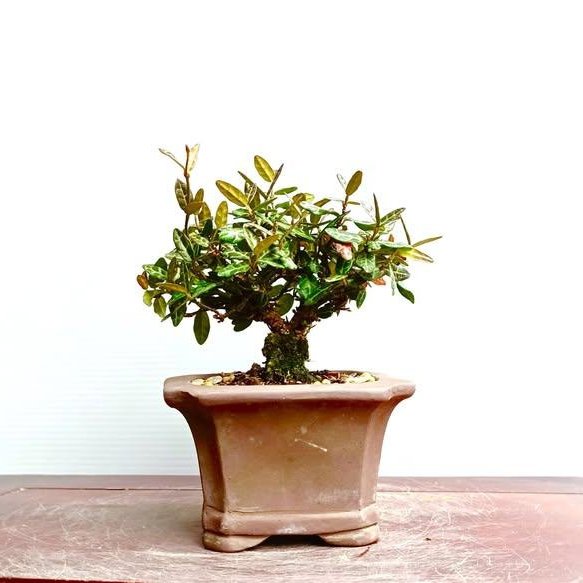 源藝**日本縮緬葛(十字葛)~(2件以上免運費) | Yahoo拍賣