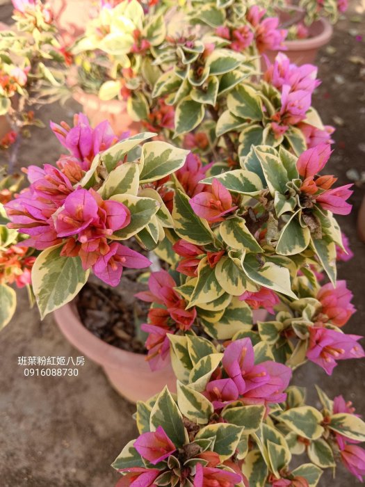 粉紅斑葉姬八房 頂上花藝