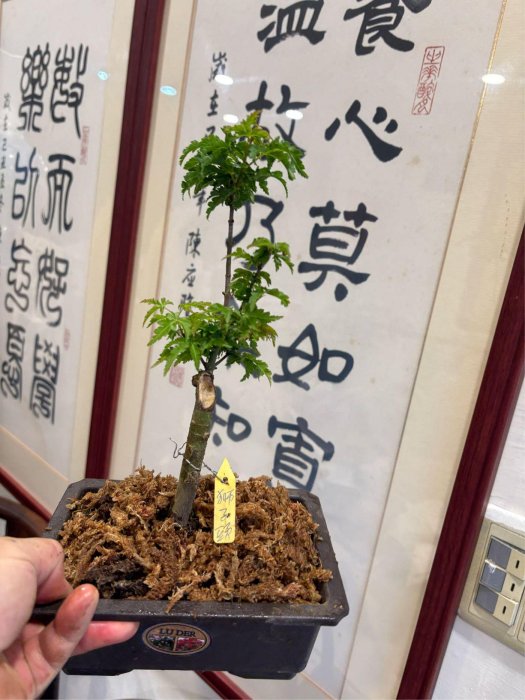 日本紅楓樹小品盆栽名字叫做獅子頭！造型漂亮，好種植喜歡半日照以上