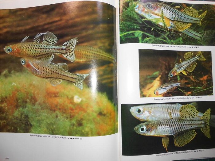 多種品種精美絕倫的特寫~《淡水觀賞魚中文版第四版~DR. AXELROD'S