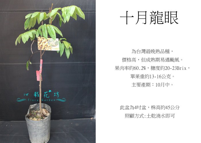 十月龍眼 取木苗 果樹 希少 大玉 糖度高 心栽花坊-十月龍眼/超取會斷頭/4吋盆/龍眼品種/嫁接苗/水果苗/售價300