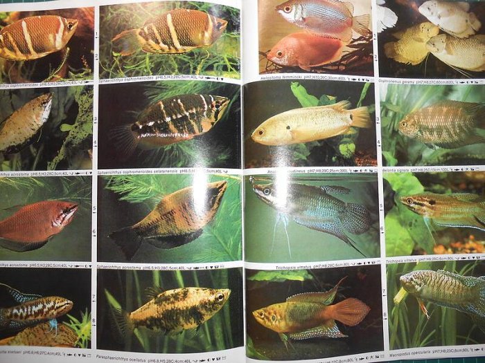 多種品種精美絕倫的特寫~《淡水觀賞魚中文版第四版~DR. AXELROD'S