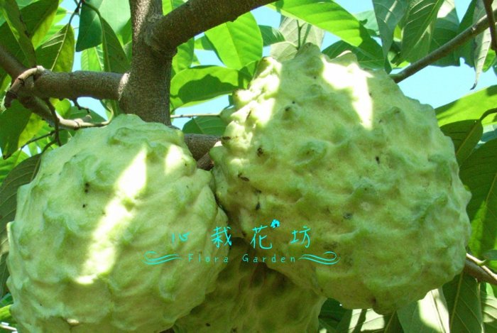 心栽花坊-鳳梨釋迦/旺來釋迦/4吋盆/釋迦品種/嫁接苗/水果苗/售價260