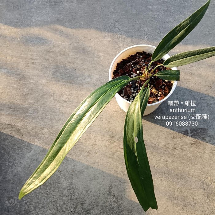 } * anthurium verapazense() // / | Yahoo