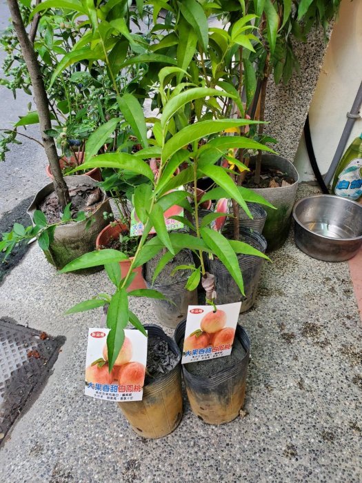 白鳳水蜜桃✓矮化盆栽✓可在南.北.盆栽陽台產果水蜜桃水蜜桃苗樹苗果苗