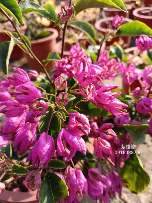 紫燈籠 頂上花藝