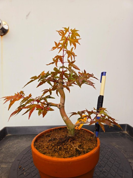 極太楓小品盆栽 Yahoo!オークション - 楓 カエデ 太幹 極ミニ 小品盆栽 ミニ盆栽④