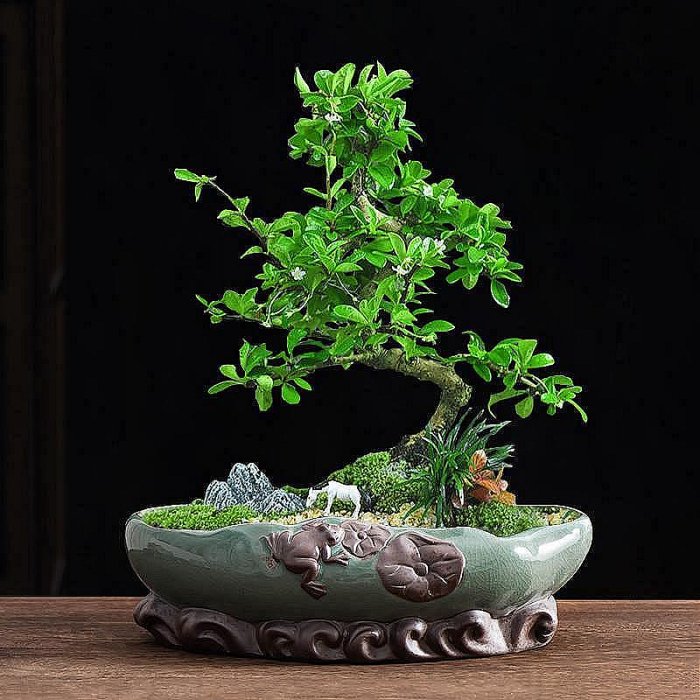 福建茶盆景盆大口徑紫砂桌面老樁綠植盆栽長方形室內小擺件帶托盤