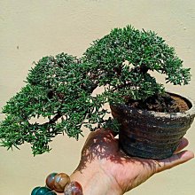 藍花短葉迷迭香小品盆栽2F-B09》【鶼鰈情深】夫妻情人懸崖樹體/老垂松
