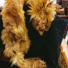 貂 毛皮 標本 Z0026 貂皮圍巾貂標本全長140cm 老舊須需自行整理特價(未經鑑定