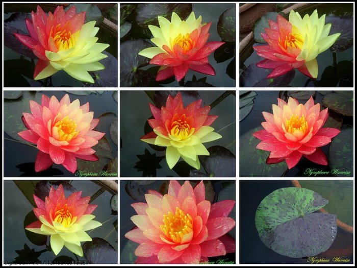 水世界蓮花~榮獲2010 世界冠軍之耐寒系睡蓮(觀音蓮)Wanvisa 成株(中文