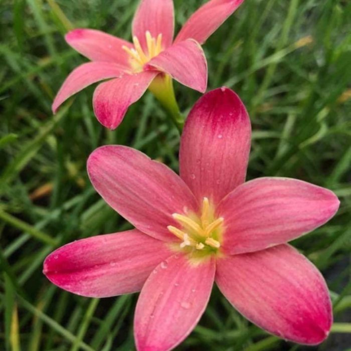 花花 4a074904-4020-4944-9f16-