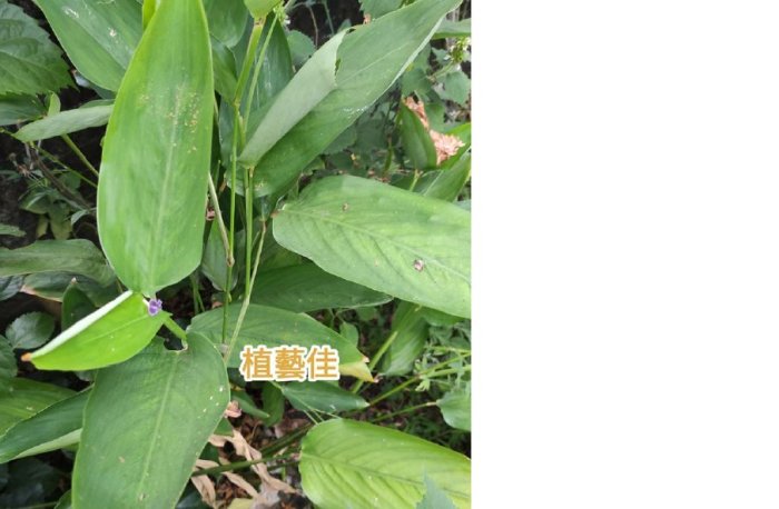 [植藝佳]葛鬱金苗 粉薯 竹竽 5株 裸根寄出 | Yahoo拍賣