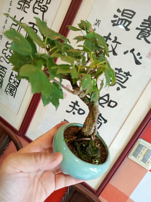 山採5公分老粗頭造型漂亮銀楓樹，小品盆栽屬於最好