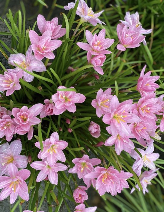 蘭花 木草花集】進口風雨蘭Rainlily Z. Turandot 杜蘭朵開花球| Yahoo拍賣