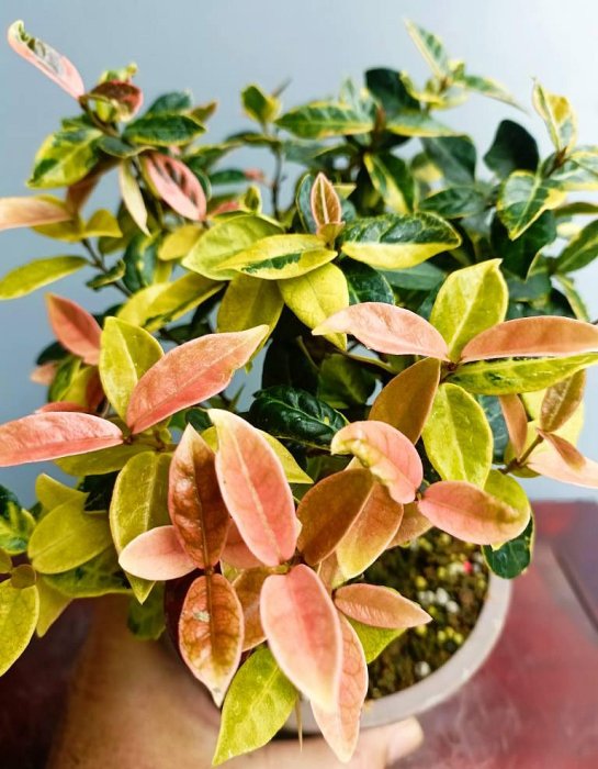 縮緬葛　盆栽　小品盆栽 源藝**日本縮緬葛(絡石)~(2件以上免運費) | Yahoo拍賣