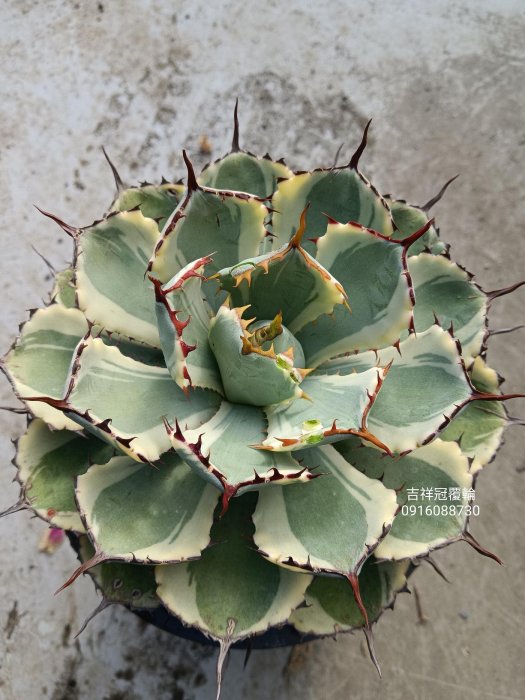 頂上花藝} 吉祥冠覆輪龍舌蘭/ 風水招財植物/ 超耐旱/懶人美物| Yahoo拍賣