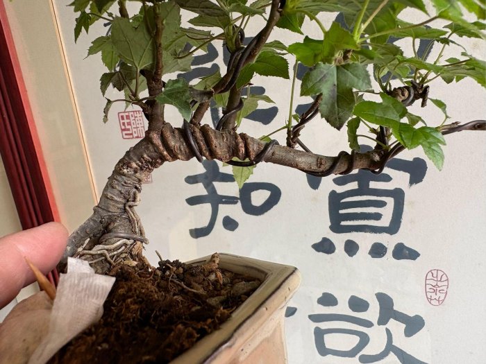 很好種植三角楓樹小品盆栽，冬天葉子也會變成黃紅色！半日照以上環境就