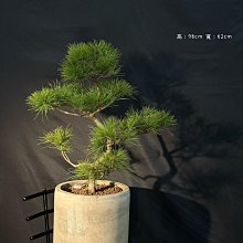 五葉松盆栽-優惠推薦2026年5月| Yahoo拍賣