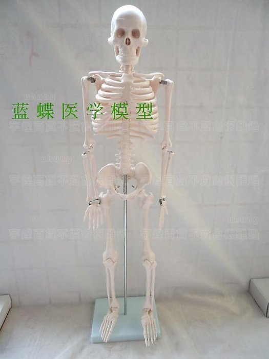 宇煌》【醫學模型】人骨架標本模型人體骨骼模型85CM 髏骼骨頭