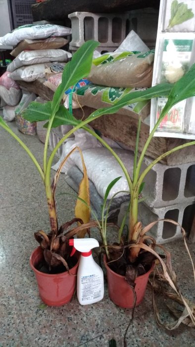╭☆東霖園藝☆╮珍奇花卉--( 地湧金蓮)滇池金蓮(中大苗)--目前是5吋盆