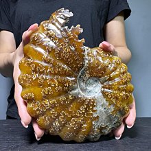 【壓箱寶】馬達加斯加 億萬年【楓葉紋鸚鵡螺】螺化石 菊石 菊化石 鸚鵡螺 斑彩螺 發財螺 羊角鸚鵡螺 原石原礦 招財轉運 E86