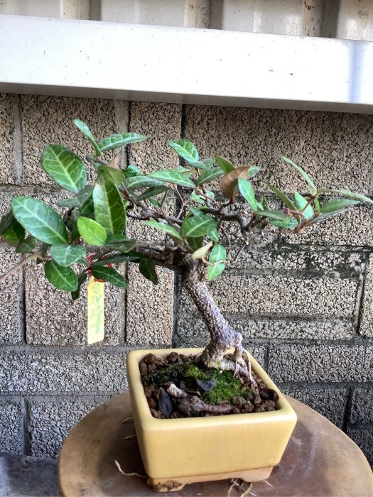 縮緬葛-優惠推薦2025年11月| Yahoo拍賣