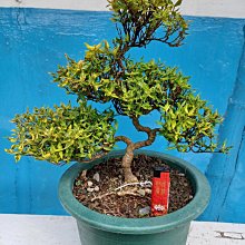 縮緬葛-優惠推薦2025年9月| Yahoo拍賣