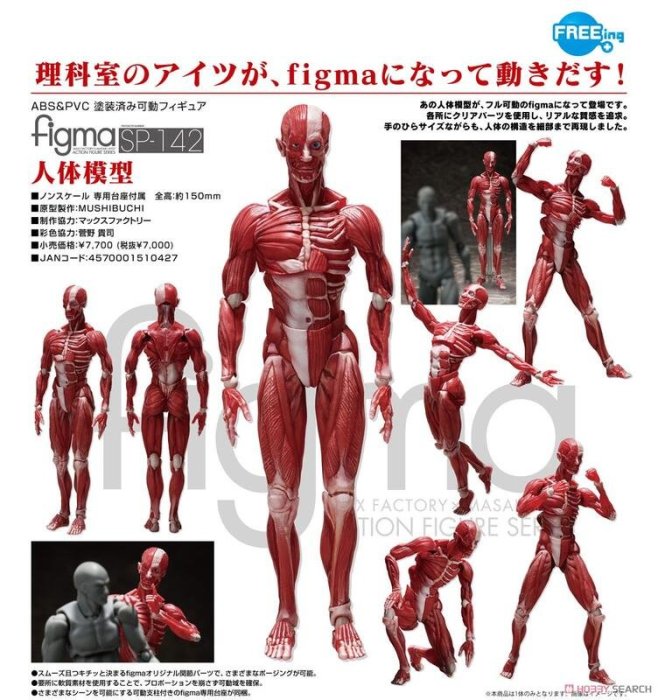 figma SP-142 人体模型 figma SP-142 人体模型 フリーイング – FATMAMA