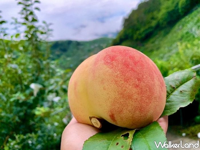 白鳳水蜜桃✓矮化盆栽✓可在南.北.盆栽陽台產果水蜜桃水蜜桃苗樹苗果苗