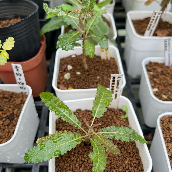 F401 塊根植物 珍奇植物 Boswellia nana / ボスウェリア・ナナ 超希少