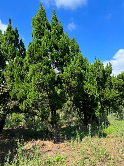 🌴旭昇景觀樹園藝行】大型龍柏樹高度6-7米.米徑20-30公分,桂花真柏黑 🌴旭昇景觀樹園藝行】大型龍柏樹高度6-7米.米徑20-30公分,桂花真柏黑