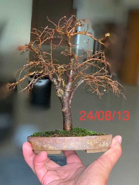 櫸木日本平安虹泉梨皮紫砂盆| Yahoo拍賣