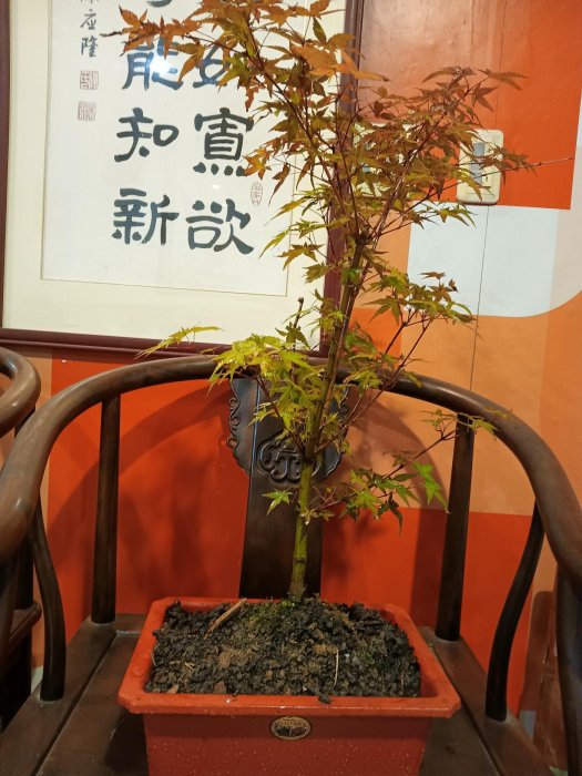 日本品種無接枝紅楓樹大樹型中小品盆栽便宜賣3600元優惠免運好種植喜歡