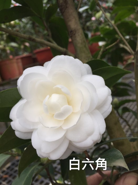 六角 茶花的價格推薦 - 2026年3月 | 比價比個夠BigGo