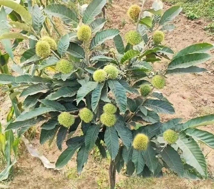 黃金板栗盆栽+6吋袋大苗 大果新品種Grafted Tree 已幫你養到落葉了(大.小.苗都有)黃金板栗 糖炒栗子 夏威夷果 | Yahoo拍賣