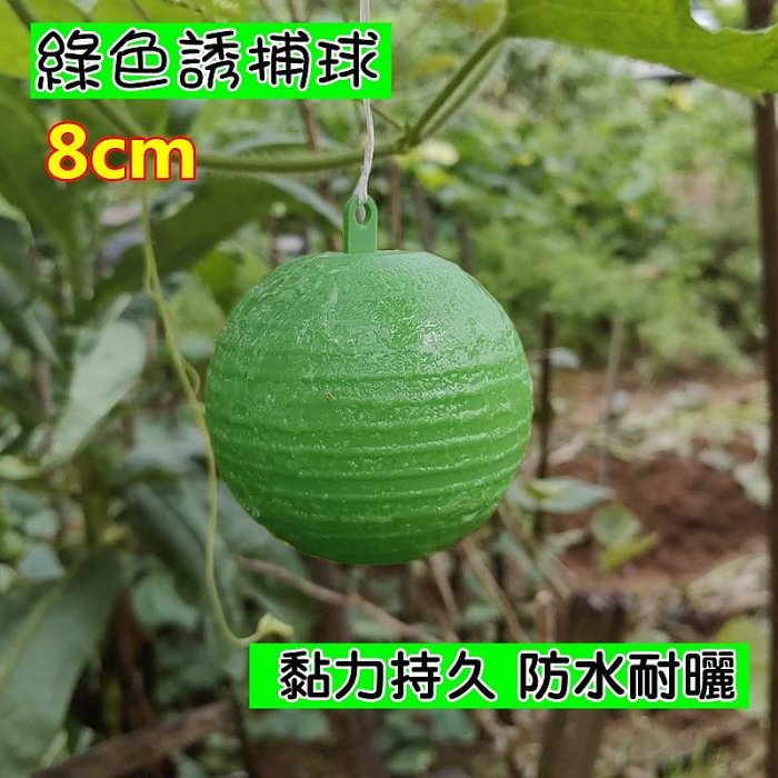 【珍愛頌】N692 高黏性 誘蠅球 黏蟲球 誘捕球 黏蟲板 滅果蠅 黏蠅板 蒼蠅貼 黏果蠅 果蟲誘捕 果蠅誘捕球 防蚊蟲