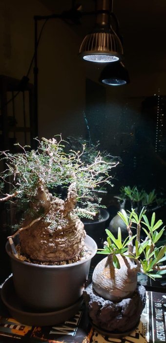 天照大御神｜ 植物燈｜AMATERAS LED 20W ｜太陽LED 5900k RA97｜植物