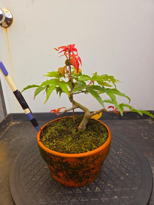 槭樹庭院】日本楓樹盆栽-紅乙女| Yahoo拍賣