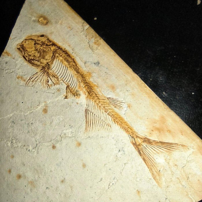 嚴選1.4億年魚化石對開標本當代難得一見】 侏羅紀時期海洋魚類生命痕蹟