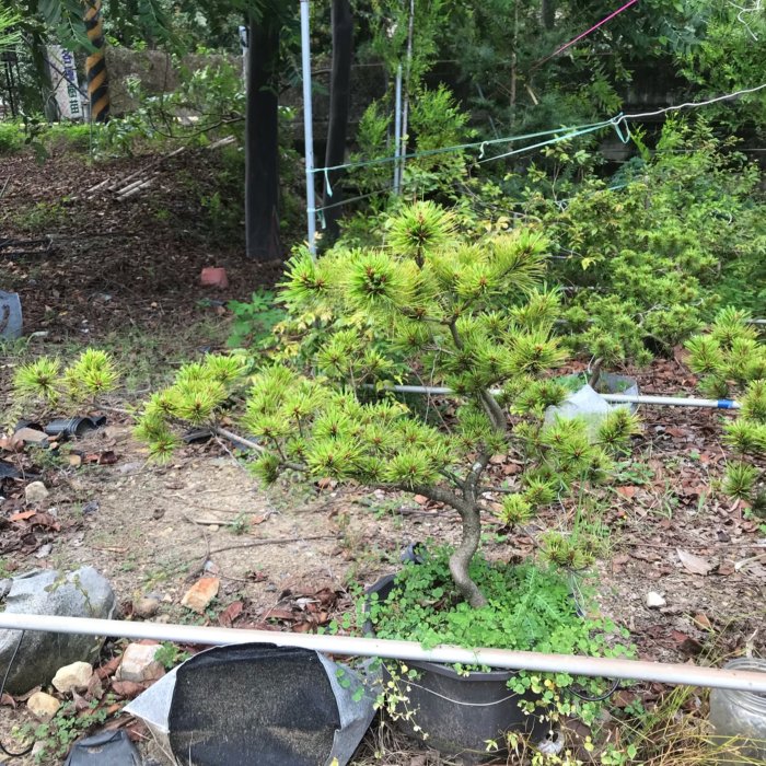 八房五葉松| Yahoo拍賣