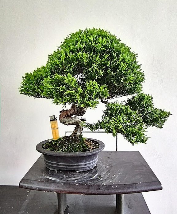 小品盆栽 真柏54