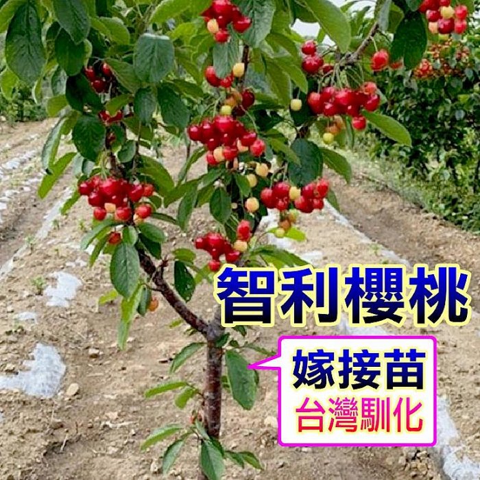 智利櫻桃嫁接苗✓矮化盆栽✓產果新技術，櫻桃苗樹苗果苗矮化果樹矮生