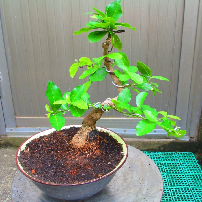 碧羅軒盆栽工作坊--九重葛推廣培植楊-- 西印度櫻桃編號：1428 ..小品