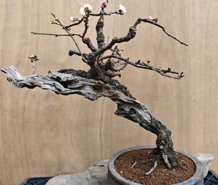盆栽 藤原】 緋梅 ① bonsai Prunus Kokufu 緋梅（ひばい） 原田