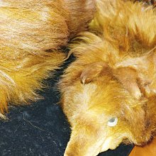 貂 毛皮 標本 Z0026 貂皮圍巾貂標本全長140cm 老舊須需自行整理特價(未經鑑定
